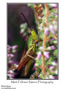 Meadow grasshopper Chorthippus parallelus